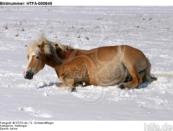 liegender Haflinger / lying haflinger horse / HTFA-000849