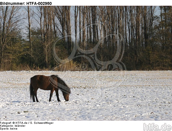 Isländer / icelandic horse / HTFA-002950