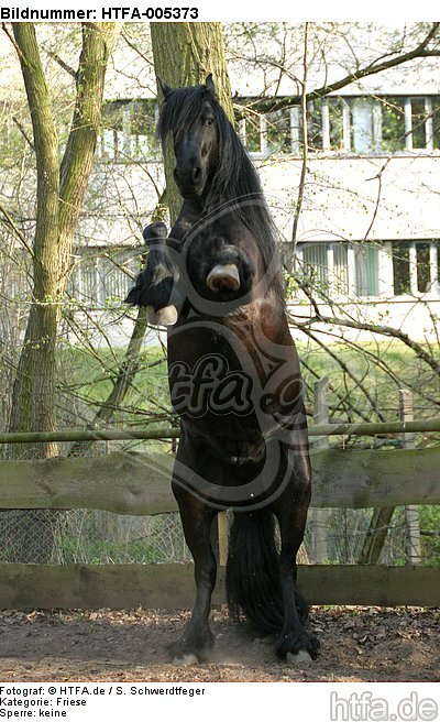 Friese / frisian horse / HTFA-005373