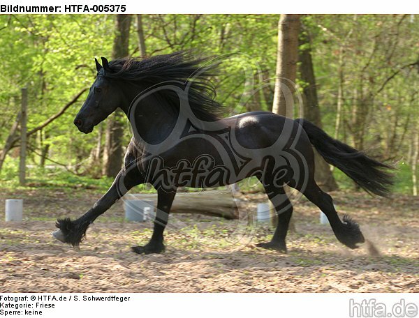 Friese / frisian horse / HTFA-005375