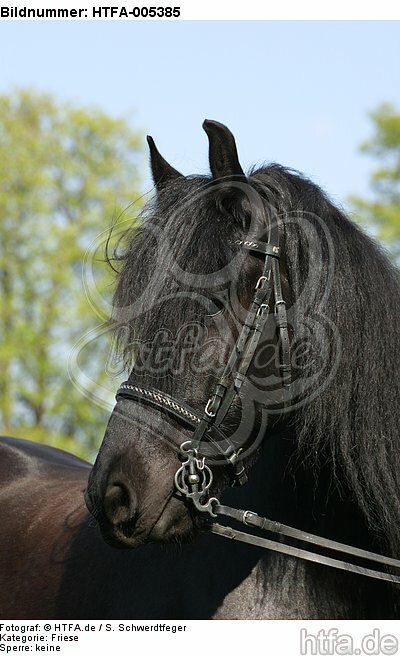 Friese / frisian horse / HTFA-005385
