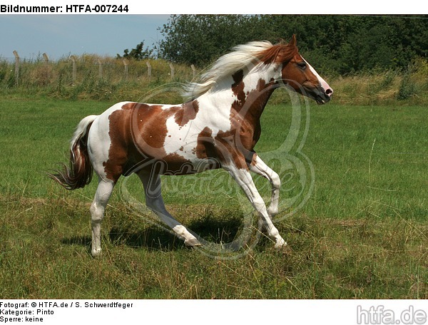 Pinto Hengst / pinto stallion / HTFA-007244
