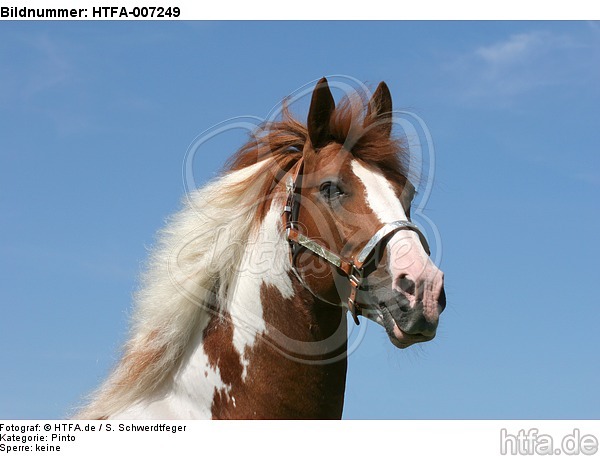 Pinto Hengst / pinto stallion / HTFA-007249