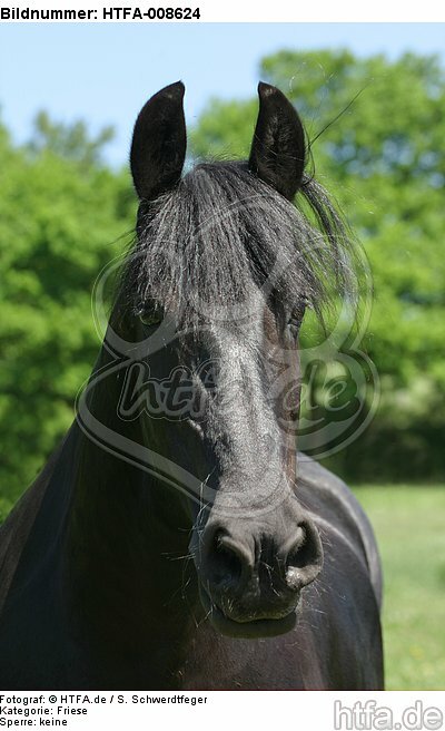 Friese Portrait / friesian horse portrait / HTFA-008624