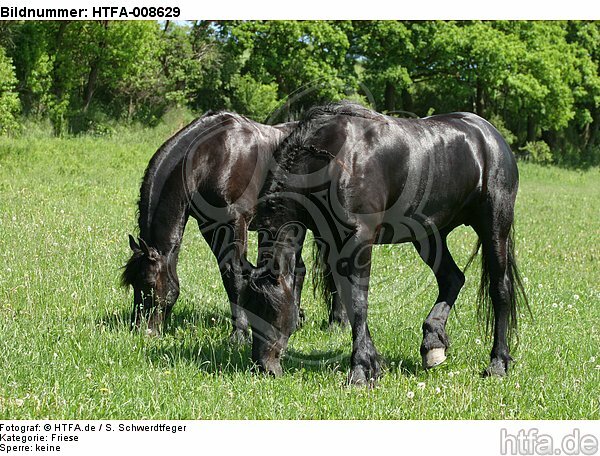 grasende Friesen / grazing friesian horses / HTFA-008629