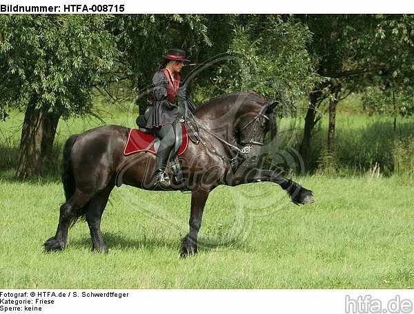 Frau reitet Friese / woman rides friesian horse / HTFA-008715