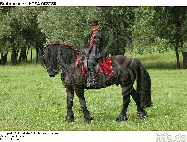 Frau reitet Friese / woman rides friesian horse / HTFA-008736