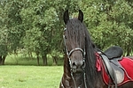 Friese Portrait / friesian horse portrait