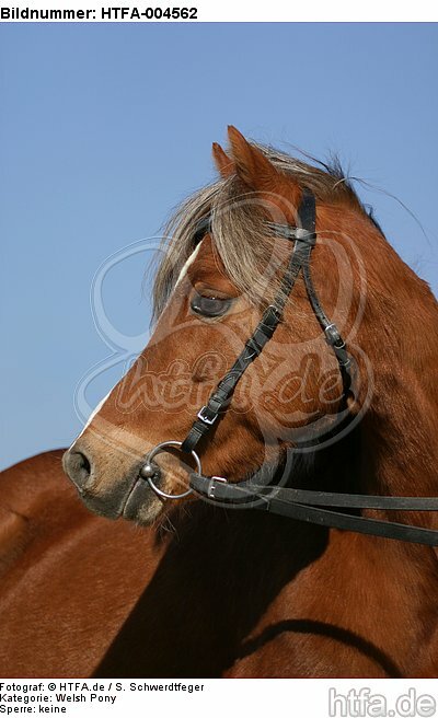 Welsh Pony / HTFA-004562
