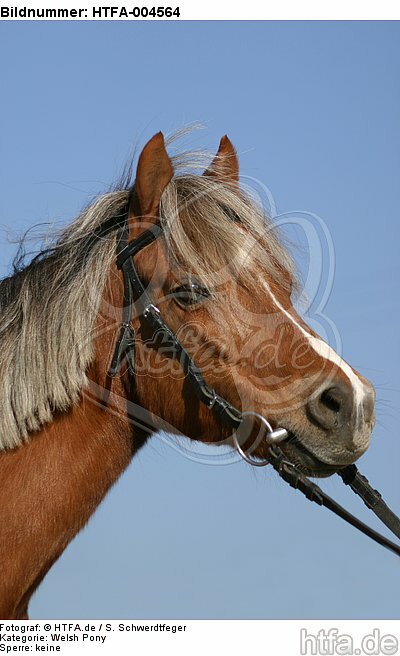 Welsh Pony / HTFA-004564