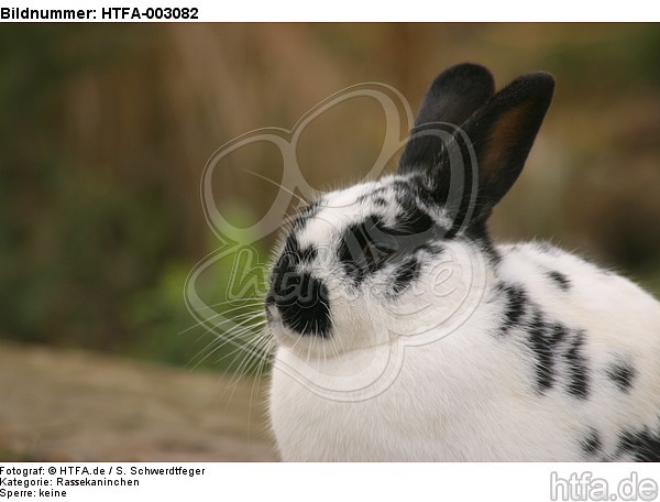 Englische Schecke / rabbit / HTFA-003082