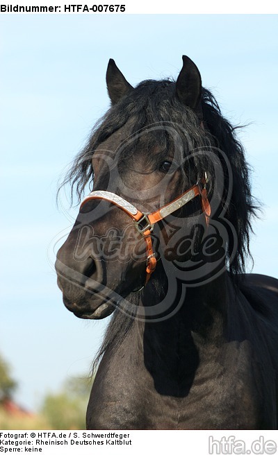 Rheinisch Deutscher Kaltblut Hengst / coldblood stallion / HTFA-007675