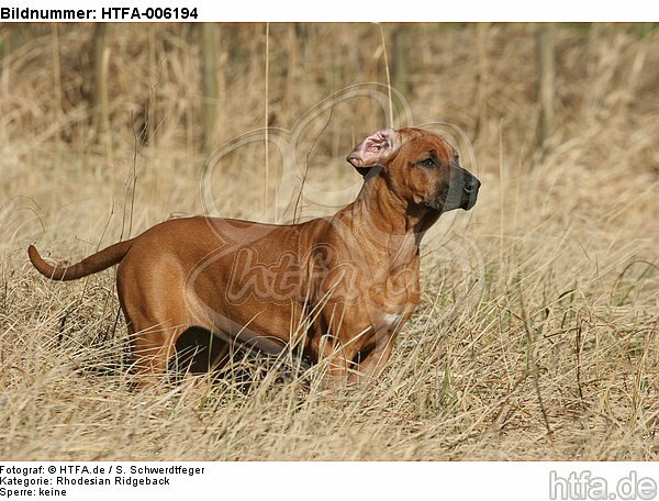 Rhodesian Ridgeback Welpe / rhodesian ridgeback puppy / HTFA-006194
