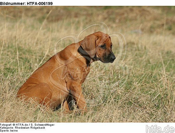 Rhodesian Ridgeback Welpe / rhodesian ridgeback puppy / HTFA-006199