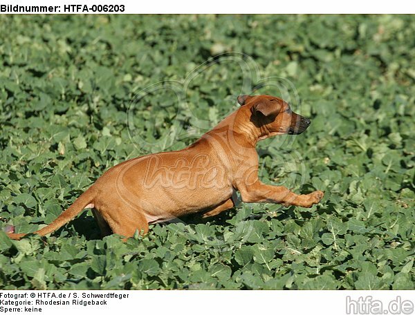 Rhodesian Ridgeback Welpe / rhodesian ridgeback puppy / HTFA-006203
