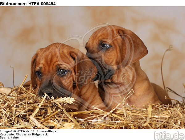 Rhodesian Ridgeback Welpen / rhodesian ridgeback puppies / HTFA-006494