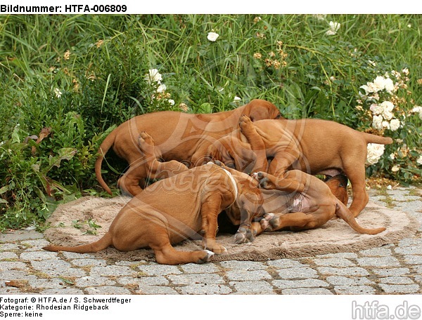 Rhodesian Ridgeback Welpen / rhodesian ridgeback puppies / HTFA-006809