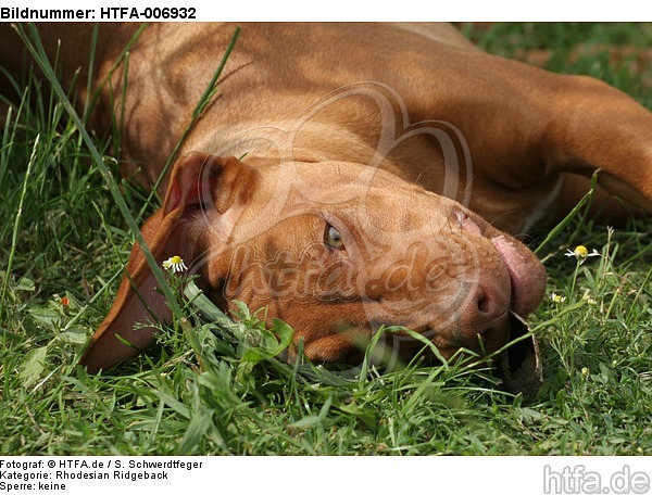 Rhodesian Ridgeback Welpe / rhodesian ridgeback puppy / HTFA-006932
