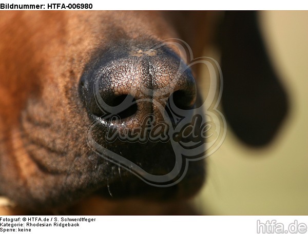 Rhodesian Ridgeback Nase / rhodesian ridgeback nose / HTFA-006980