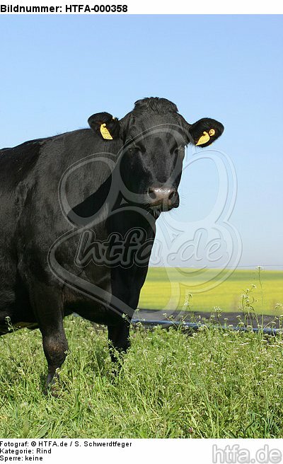 Rind / cattle / HTFA-000358
