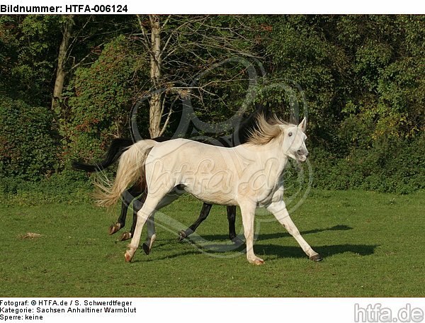 Sachsen Anhaltiner Warmblut / horses / HTFA-006124