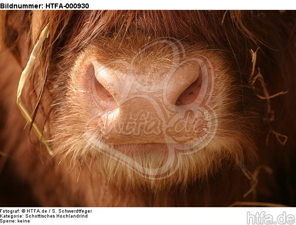 Schottisches Hochlandrind Maul / highland cattle mouth / HTFA-000930
