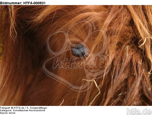 Schottisches Hochlandrind Auge / highland cattle eye / HTFA-000931
