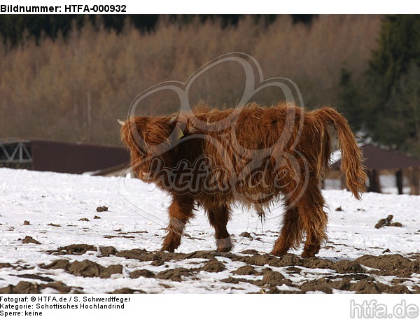 Schottisches Hochlandrind im Winter / highland cattle in winter / HTFA-000932