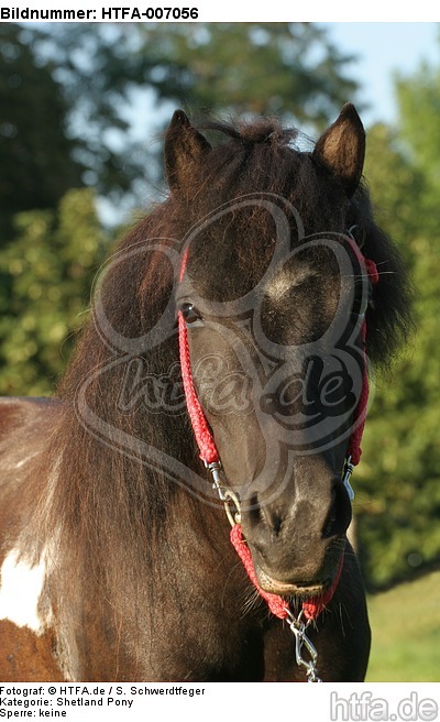 Shetland Pony / HTFA-007056