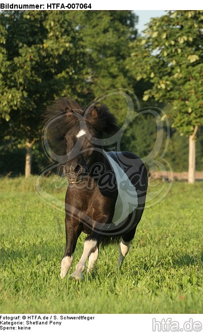 Shetland Pony / HTFA-007064