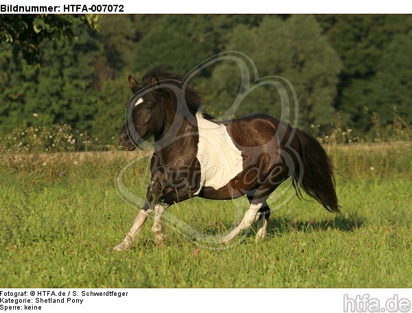 Shetland Pony / HTFA-007072
