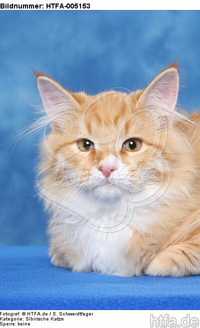 Sibirische Katze / siberian cat / HTFA-005153
