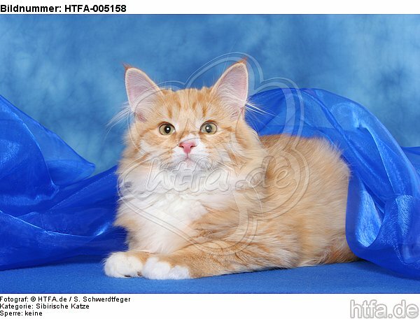 Sibirische Katze / siberian cat / HTFA-005158