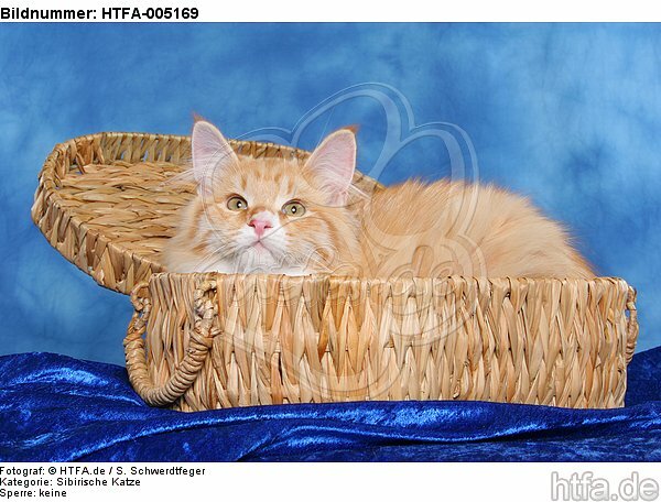 Sibirische Katze / siberian cat / HTFA-005169