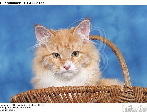 Sibirische Katze / siberian cat / HTFA-005177