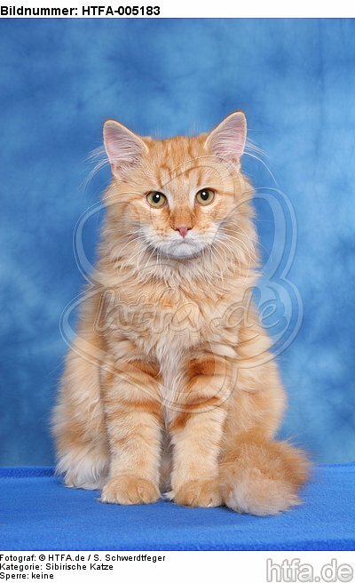 Sibirische Katze / siberian cat / HTFA-005183