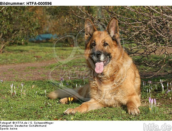 liegender Deutscher Schäferhund / lying German Shepherd / HTFA-000596