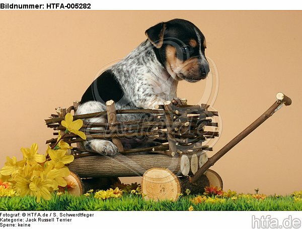 Jack Russell Terrier Welpe / jack russell terrier puppy / HTFA-005282