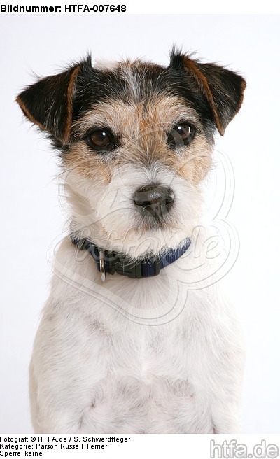 Parson Russell Terrier / HTFA-007648