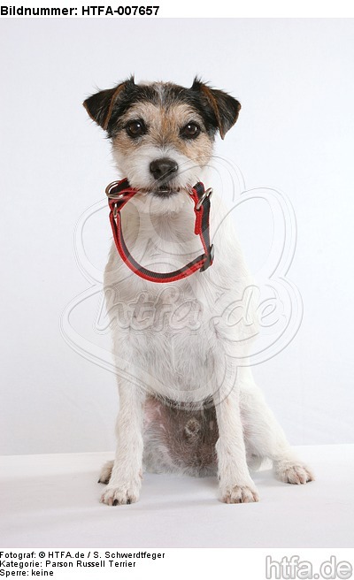 Parson Russell Terrier / HTFA-007657