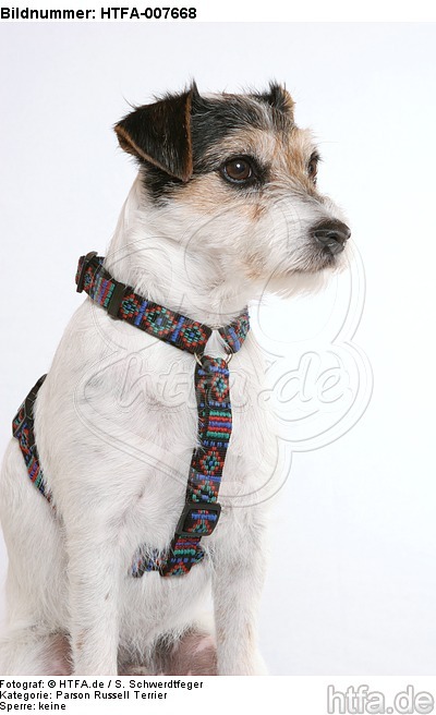 Parson Russell Terrier / HTFA-007668