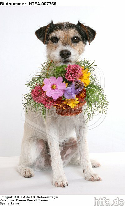Parson Russell Terrier / HTFA-007769
