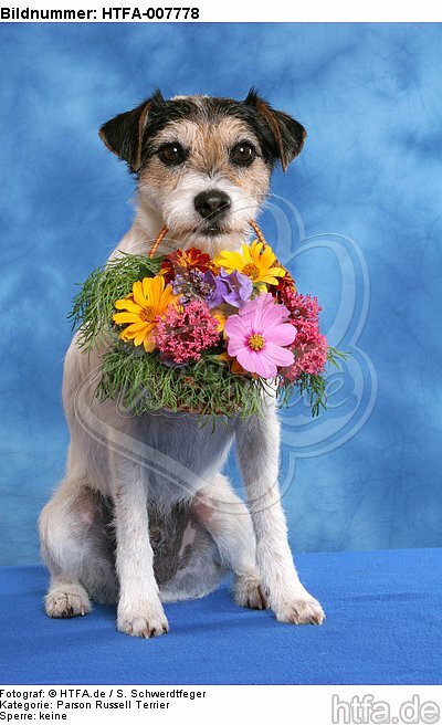 Parson Russell Terrier / HTFA-007778