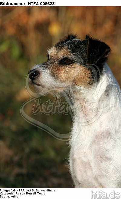 Parson Russell Terrier / HTFA-006623