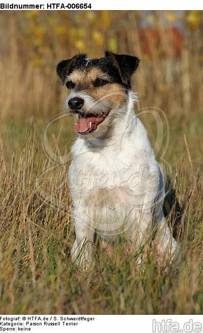 Parson Russell Terrier / HTFA-006654