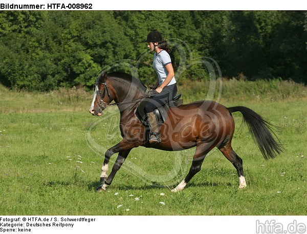 Frau reitet Deutsches Reitpony / woman rides pony / HTFA-008962