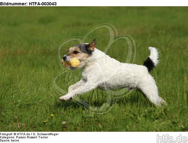 Parson Russell Terrier / HTFA-003043