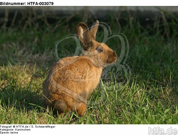 Kaninchen / bunny / HTFA-003079