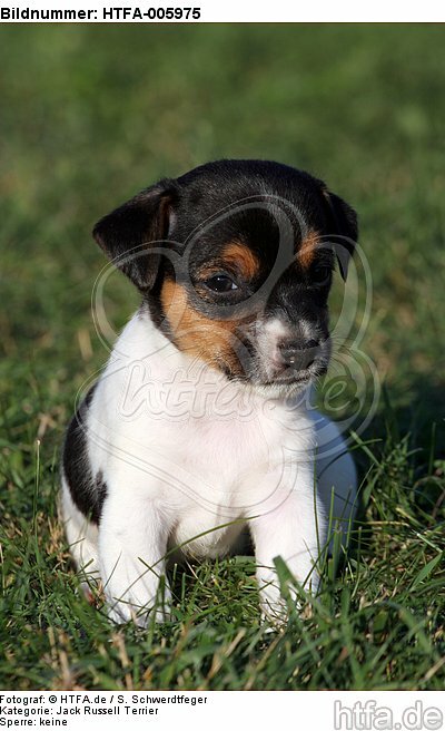 Jack Russell Terrier Welpe / jack russell terrier puppy / HTFA-005975