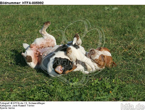 Jack Russell Terrier / HTFA-005992